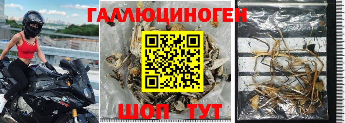 Галлюциногенные грибы Psilocybine cubensis Оренбург
